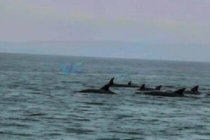Pod of dolphins thrills fishermen, residents in Eastern Samar