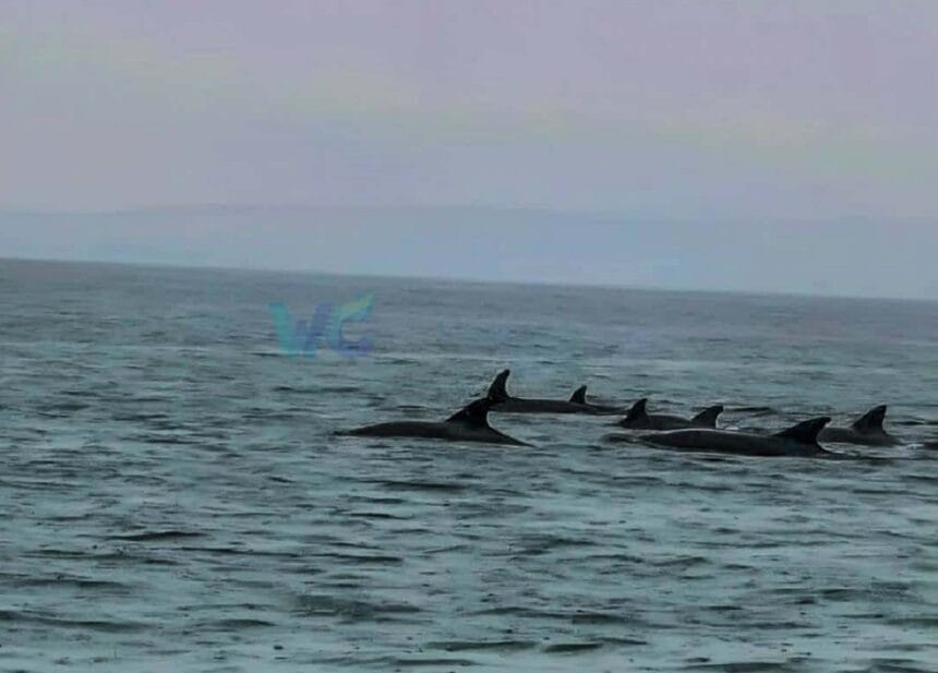 Pod of dolphins thrills fishermen, residents in Eastern Samar